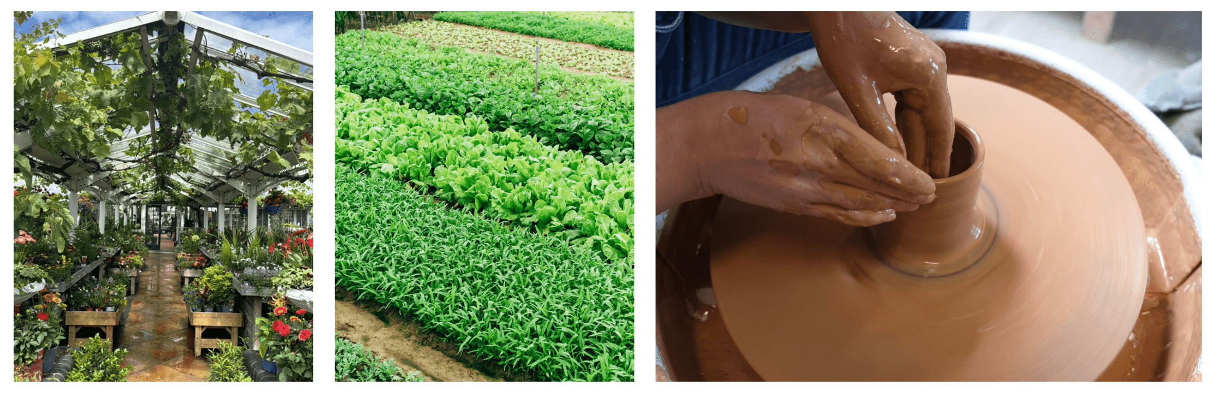 Greenhouse, vegetable garden, pottery making